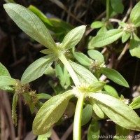 Spermacoce prostrata Aubl.